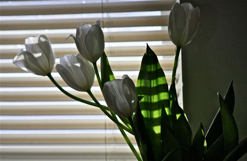 Tulips.  Photo by Bruce Czopek