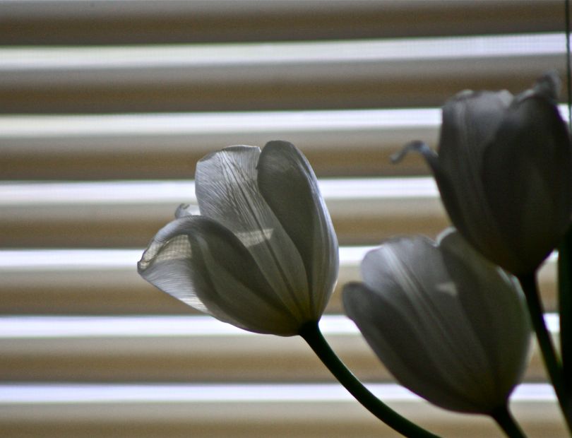 Tulips. Photo by Bruce Czopek
